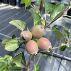 富士苹果 Fuji Apple