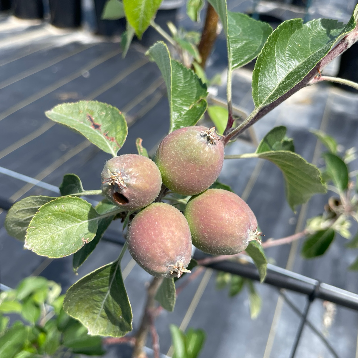 富士苹果 Fuji Apple