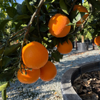 福本脐橙 Fukumoto Navel Orange