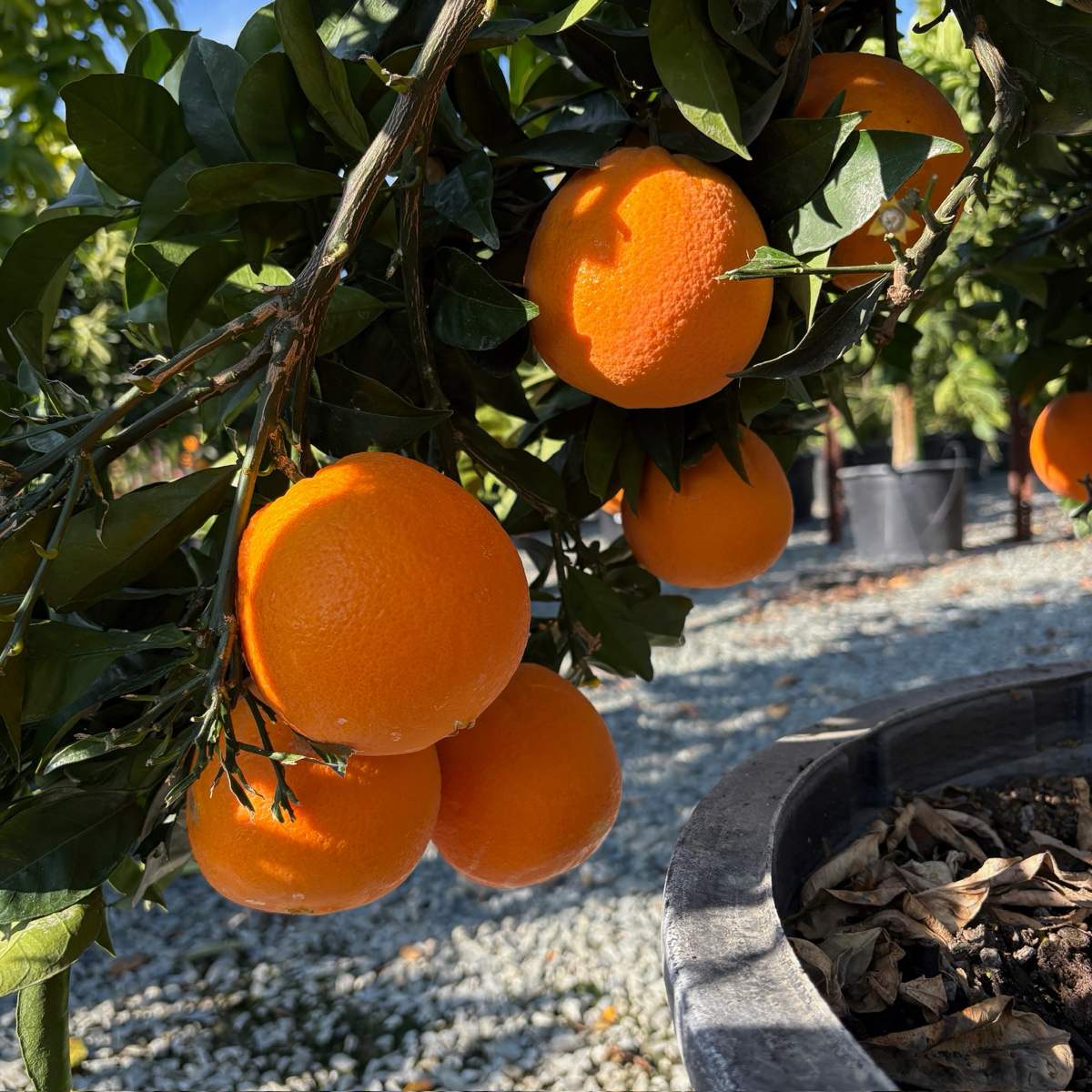 福本脐橙 Fukumoto Navel Orange