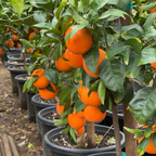 福本脐橙 Fukumoto Navel Orange