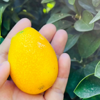 福寿金桔 Fukushu Kumquat
