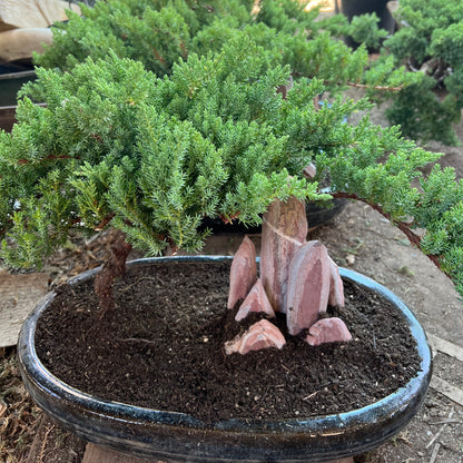 Bonsai Japanese pine