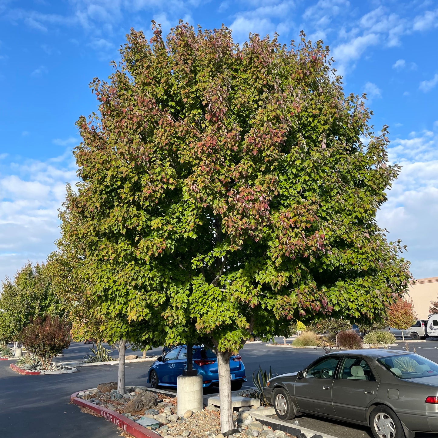 Maple - Autumn Flame Maple