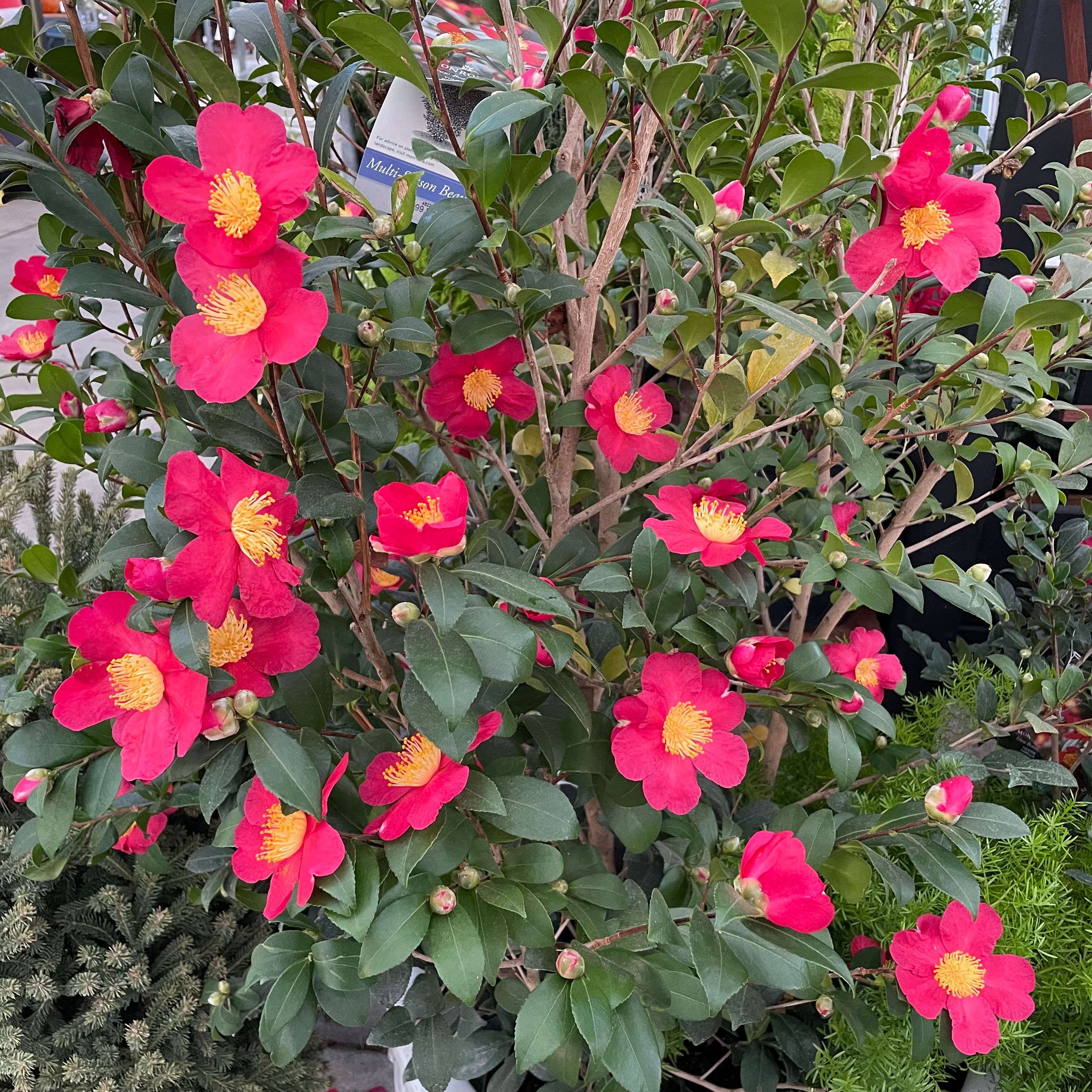 圣诞茶花