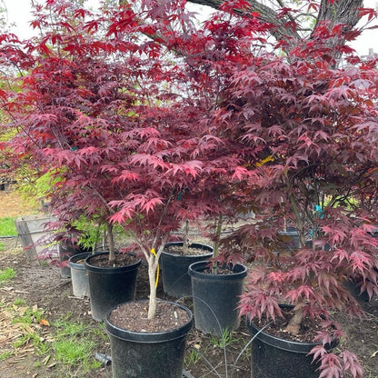 Acer palmatum-Flame Japanese Maple