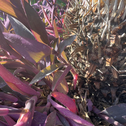 Cycad-Bonsai Combination