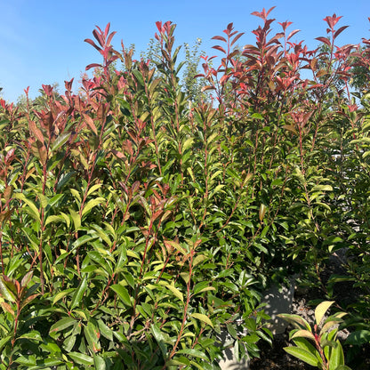 Photinia fraseri