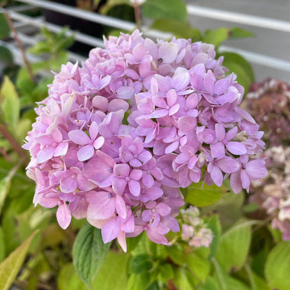 绣球花树-香草草莓