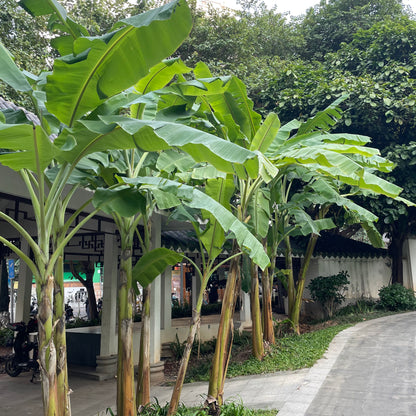 Banana/Banana Leaf Saplings