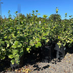 Star Jasmine 