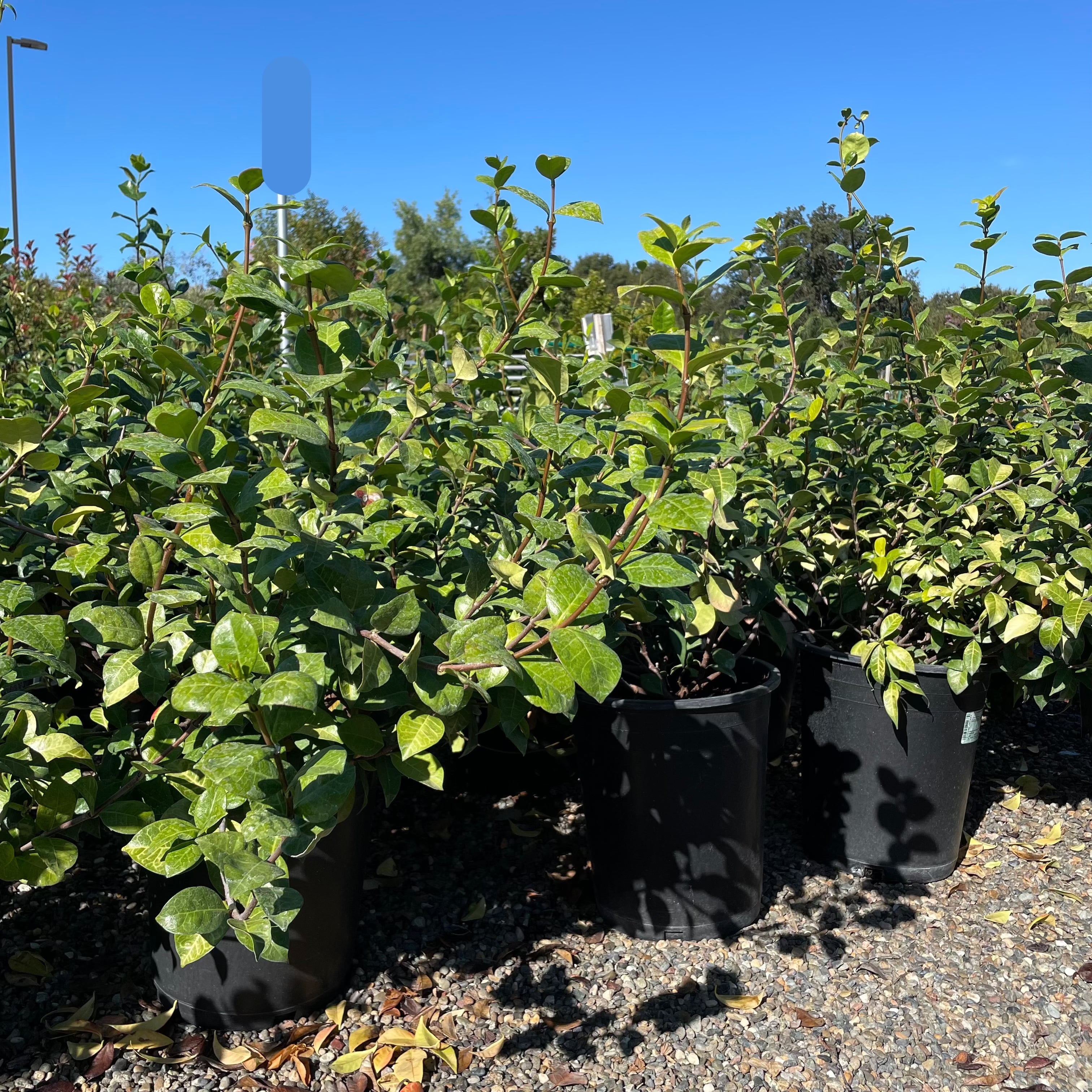 Star Jasmine 