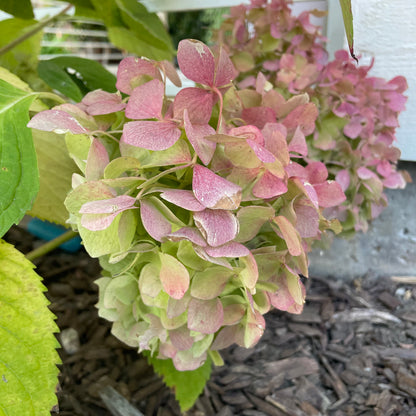 绣球花树-香草草莓