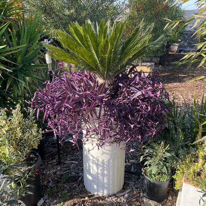 Cycad-Bonsai Combination