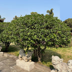 White Osmanthus
