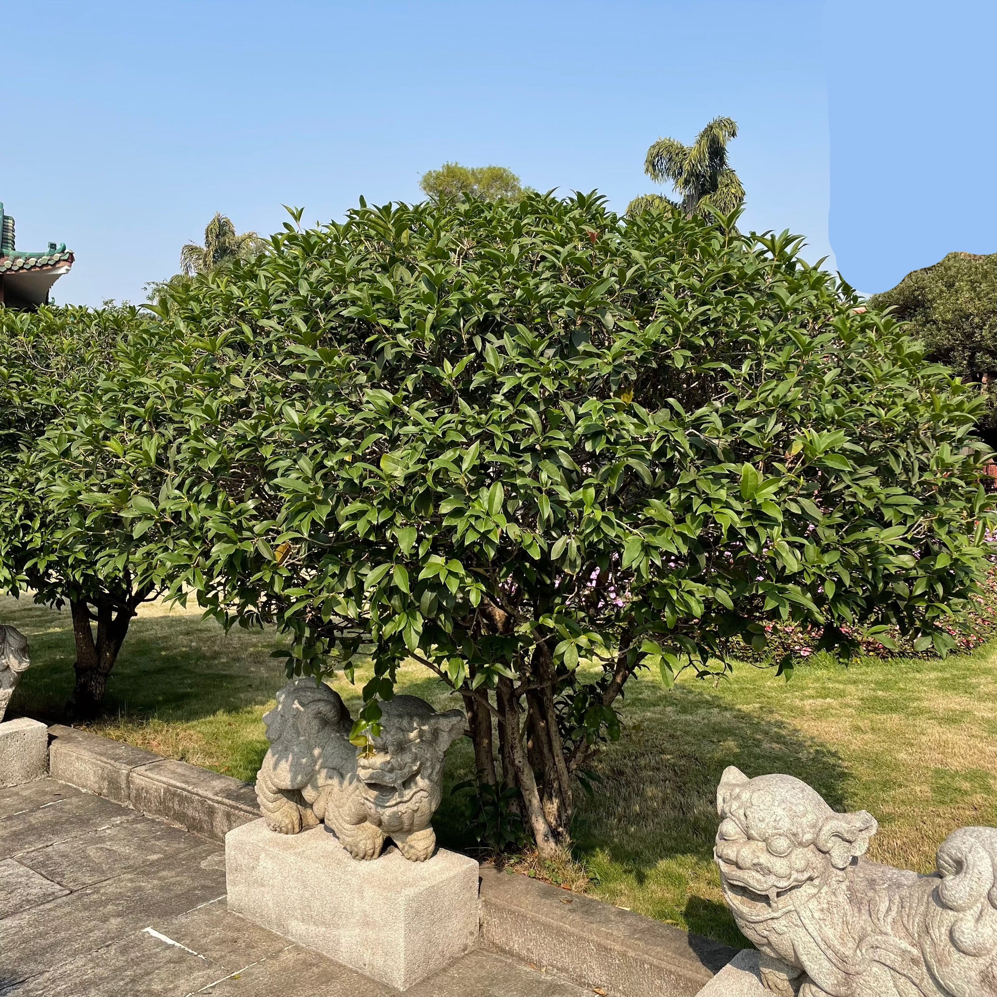 White Osmanthus