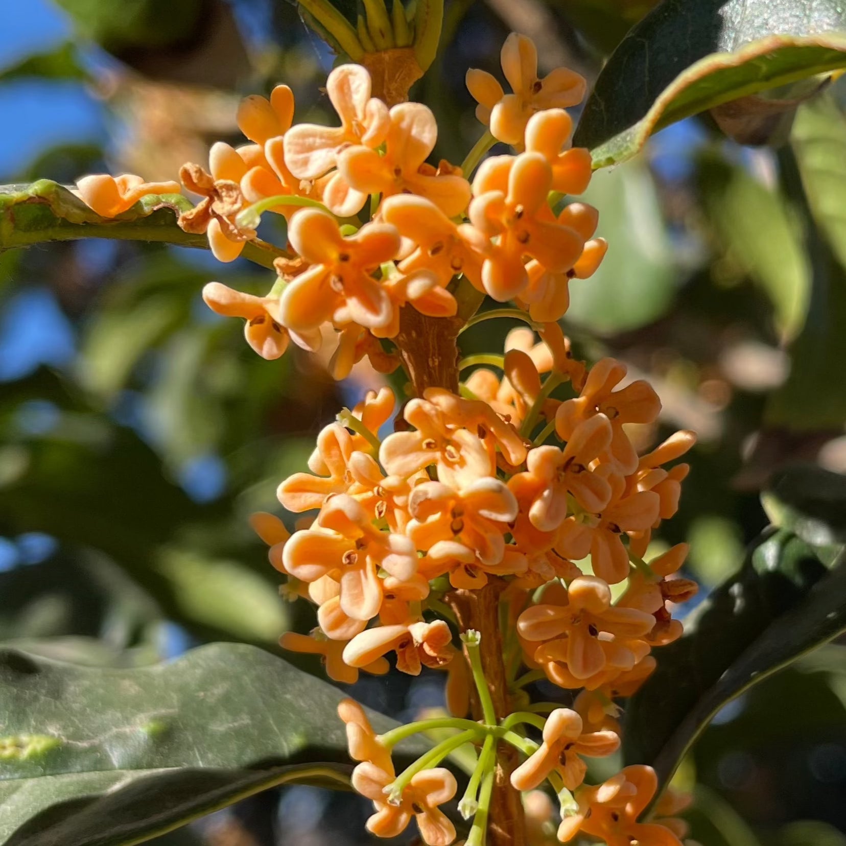 Orange Sweet Olive