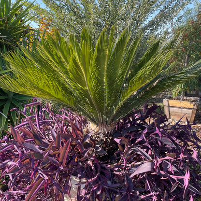 Cycad-Bonsai Combination