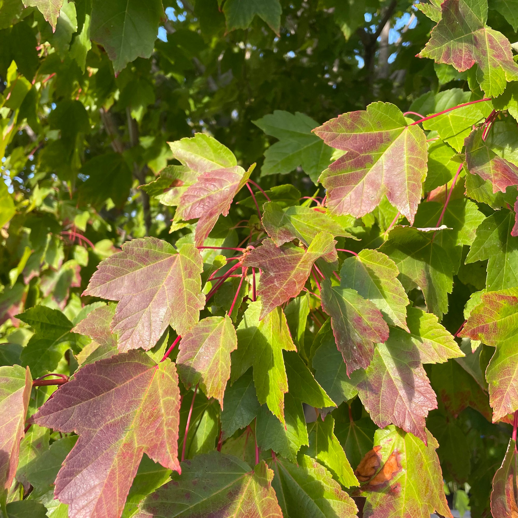 Autumn Blaze Jeffersred Maple
