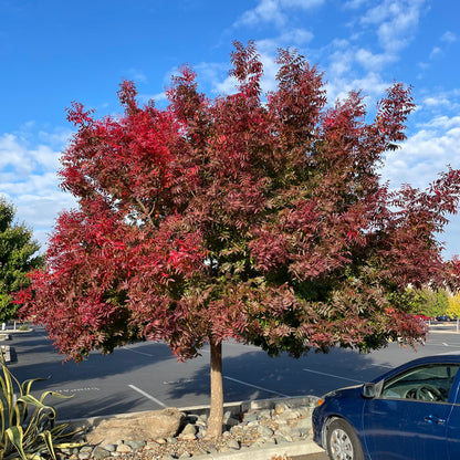 Rhus chinensis-Pistachio