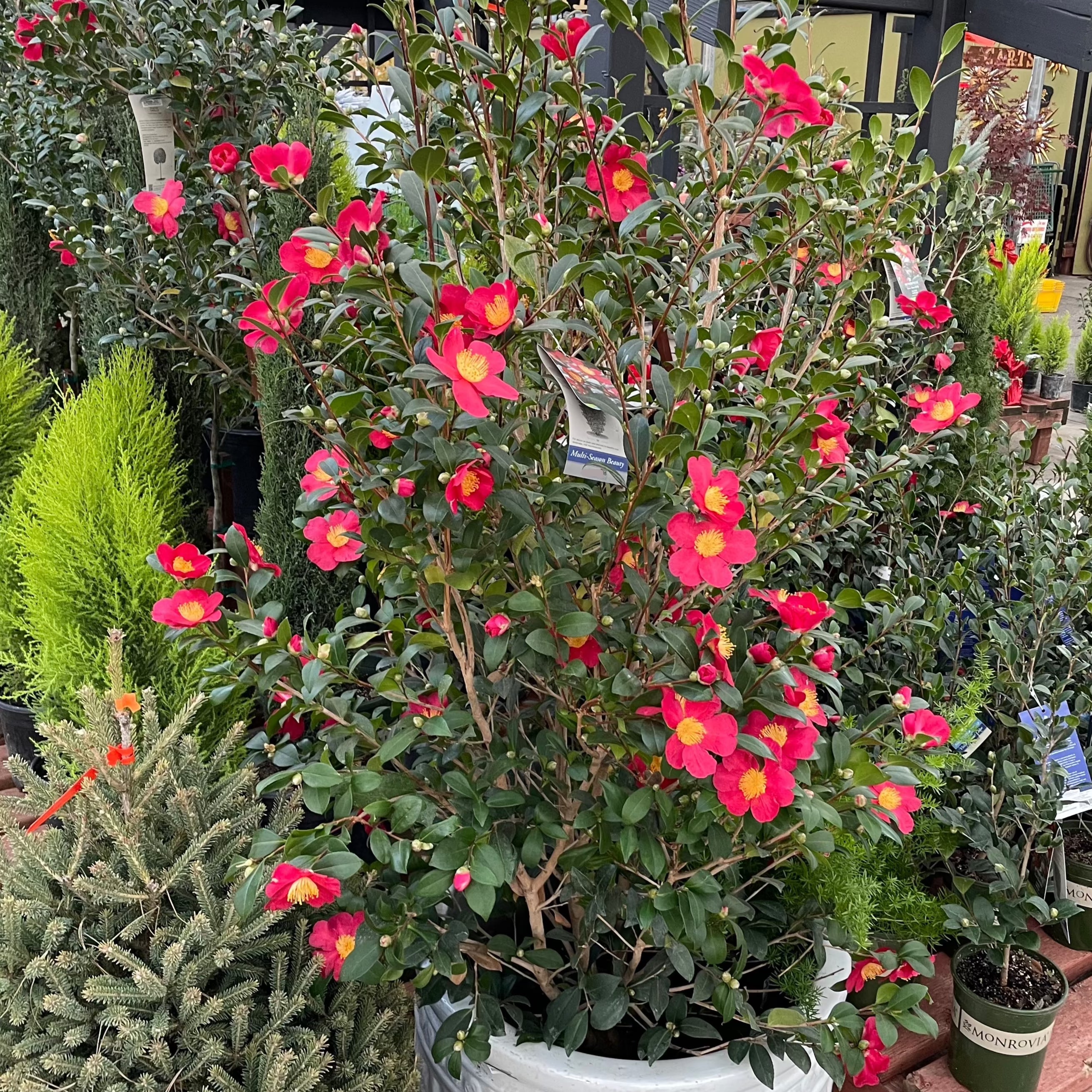 圣诞茶花