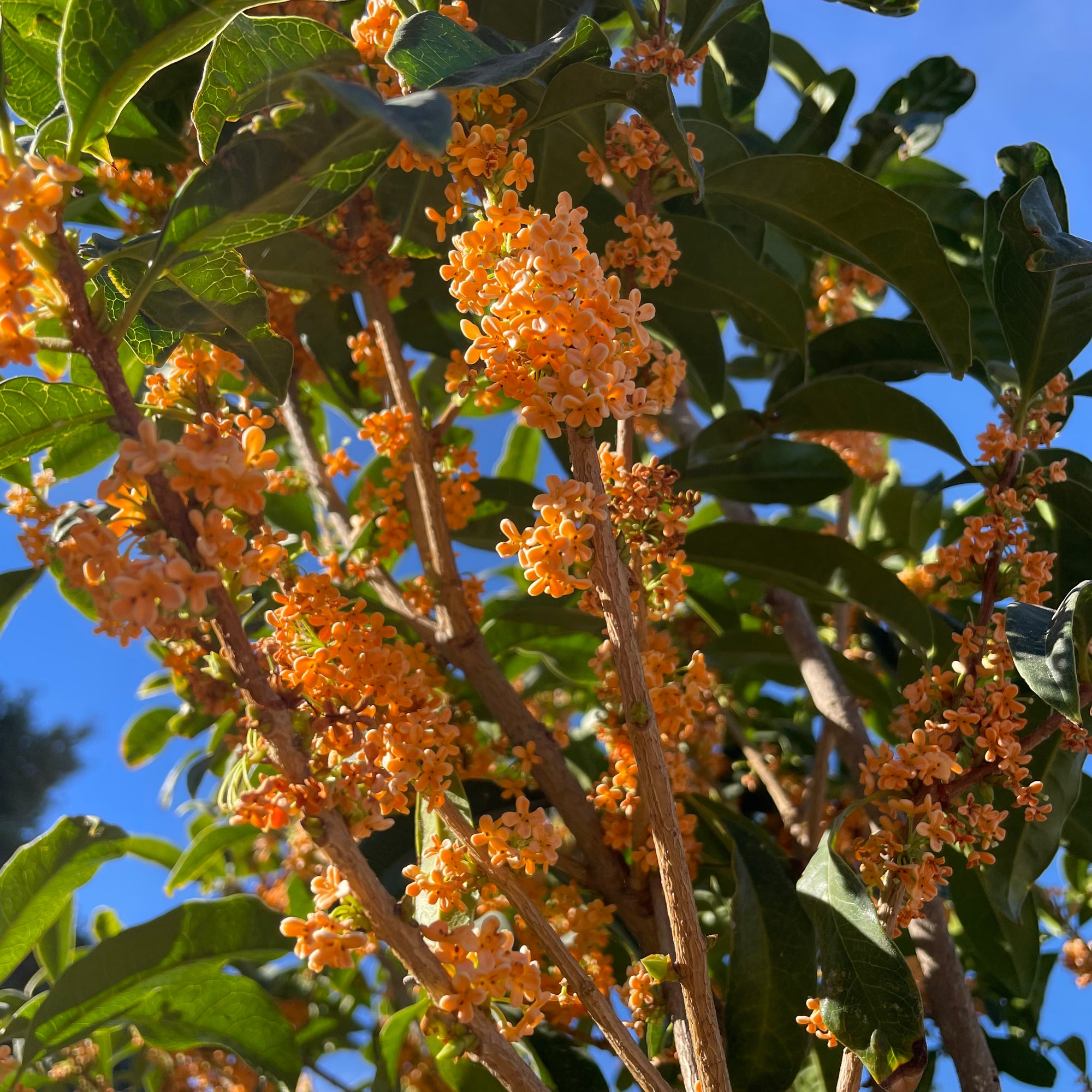 Orange Sweet Olive