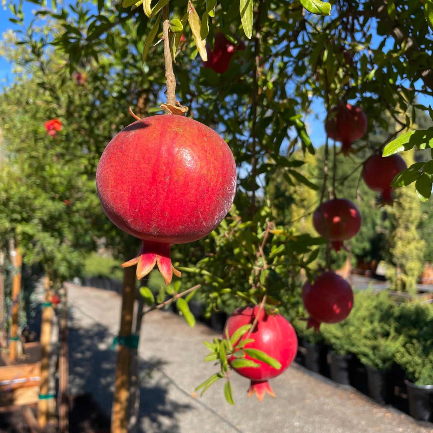 Pomegranate Tree-Wonderful Pomegranate