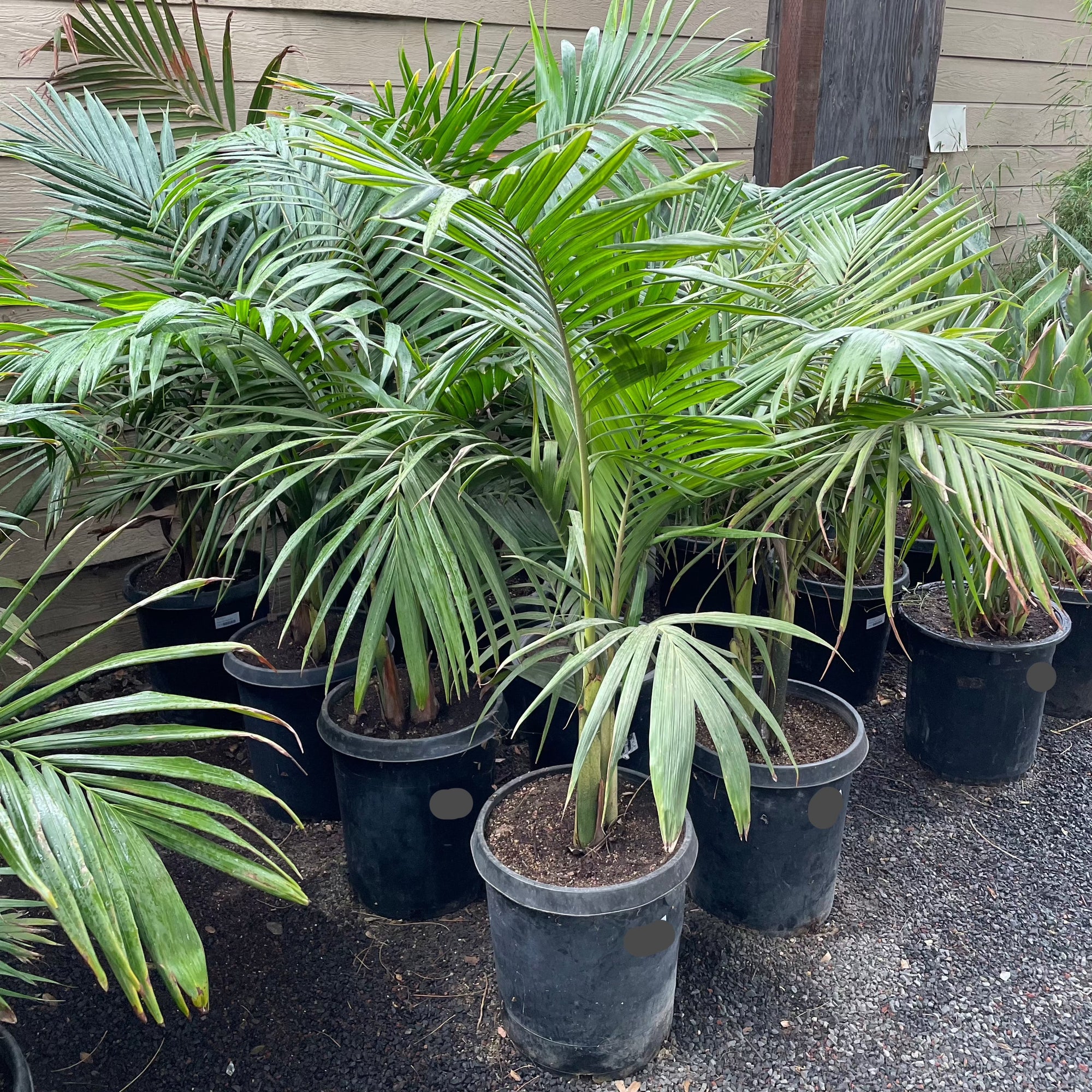 Majesty Palm