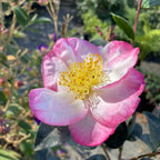 Apple Blossom Camellia 