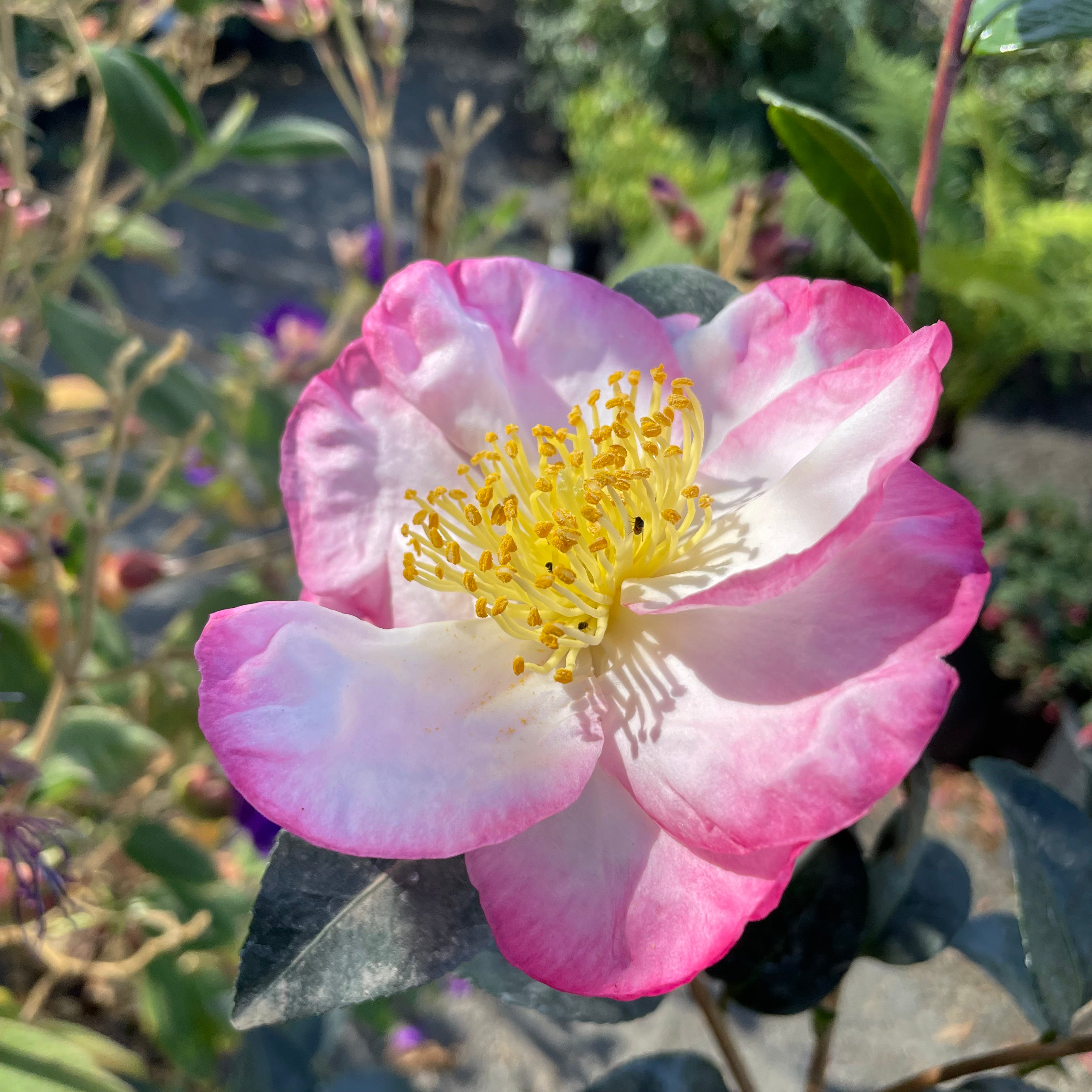 苹果花茶梅