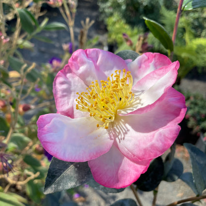 Camellia sasanqua - Apple Blossom Camellia