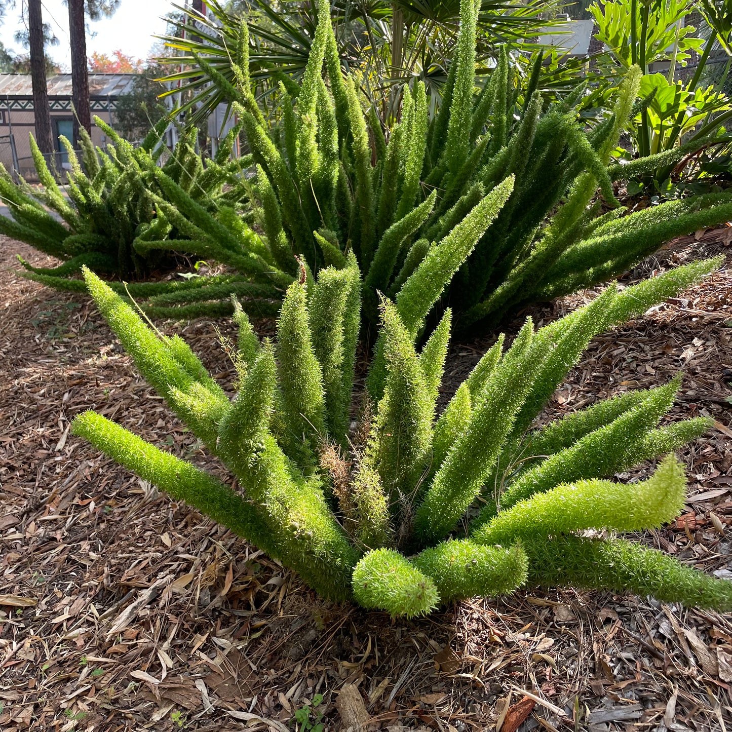 地被植物-狐尾天门冬