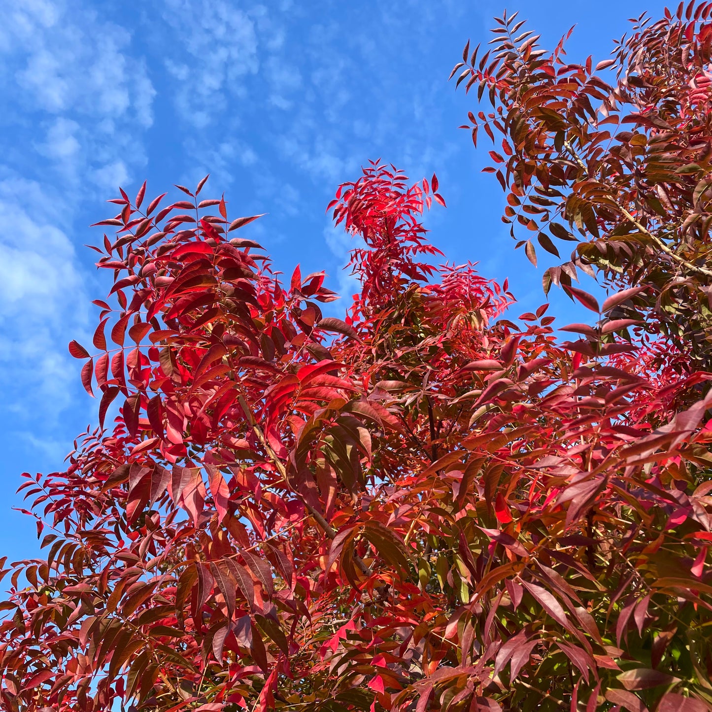 Rhus chinensis-Pistachio