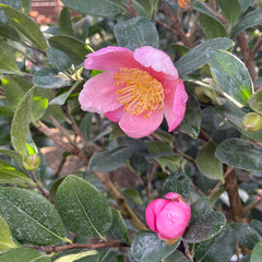 茶花树-粉色欢呼