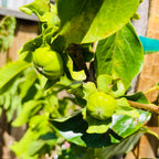 富有脆柿 Fuyu Asian Persimmon