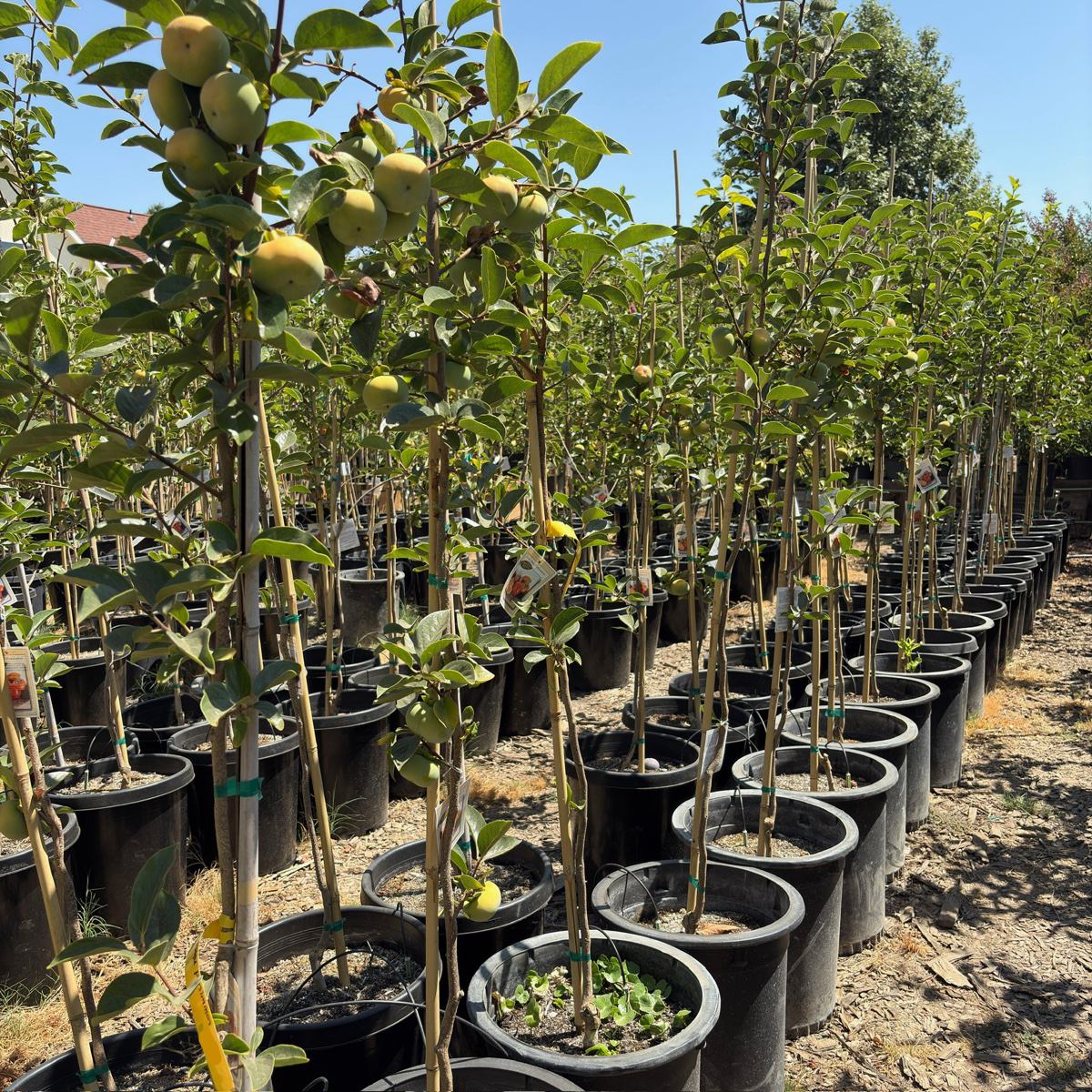 富有脆柿 Fuyu Asian Persimmon