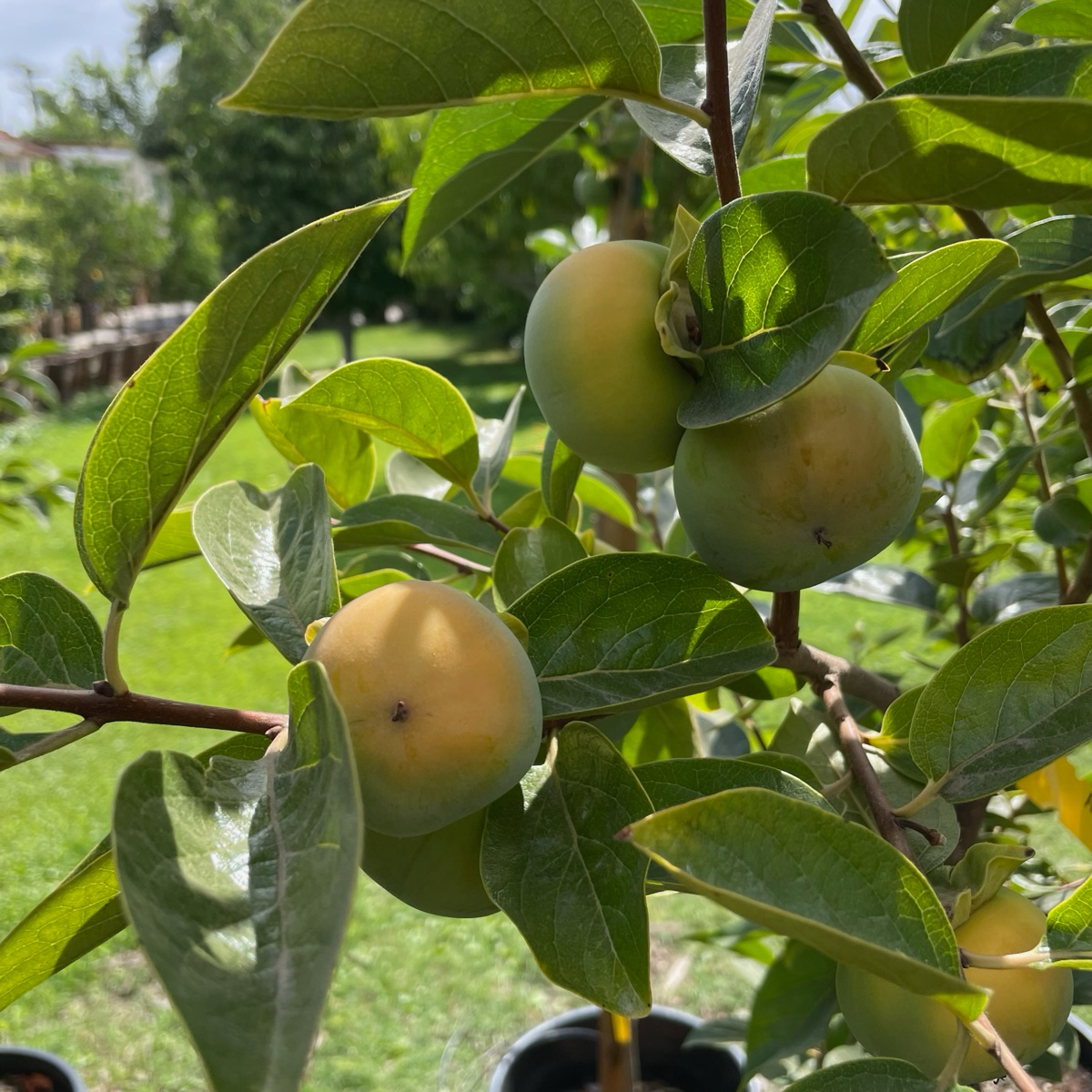 富有脆柿 Fuyu Asian Persimmon