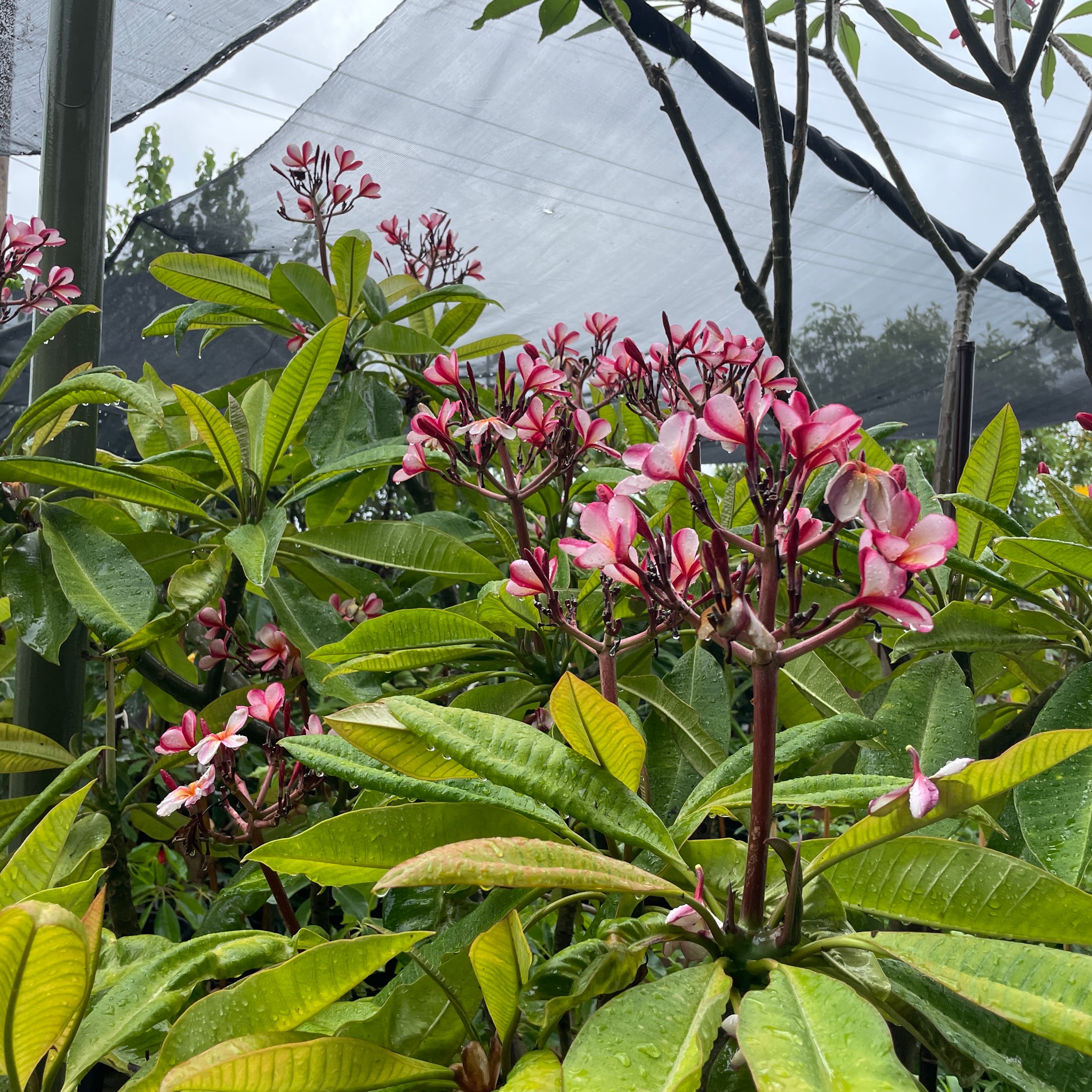 粉色鸡蛋花 Gabrielle plumeria