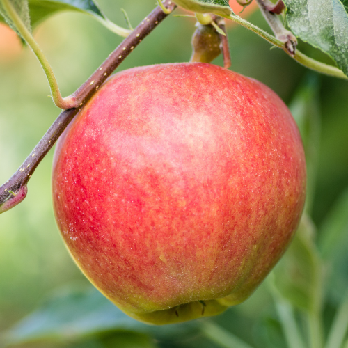 Gala Apple