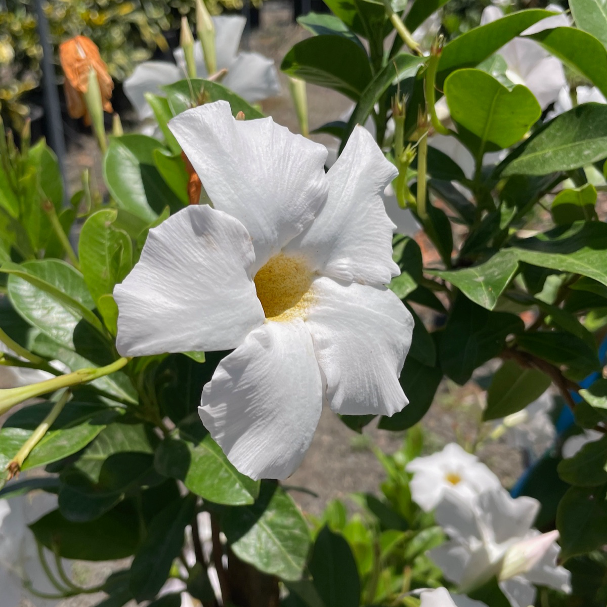 飘香藤 (Garden/Giant ) White 【Sun Parasol®】 Mandevilla