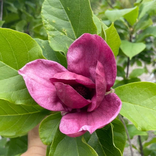 紫花玉兰 Genie Saucer Magnolia