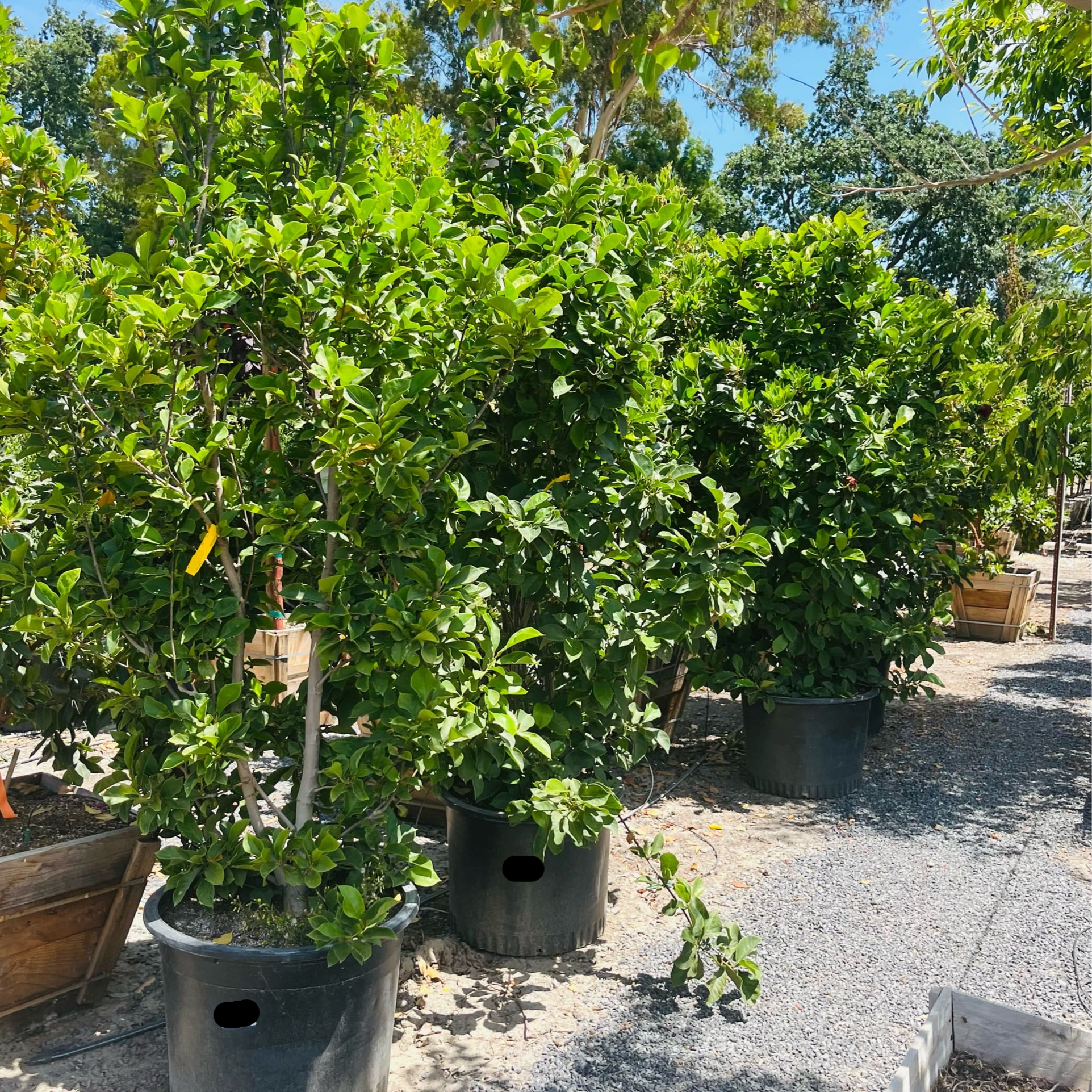 紫花玉兰 Genie Saucer Magnolia