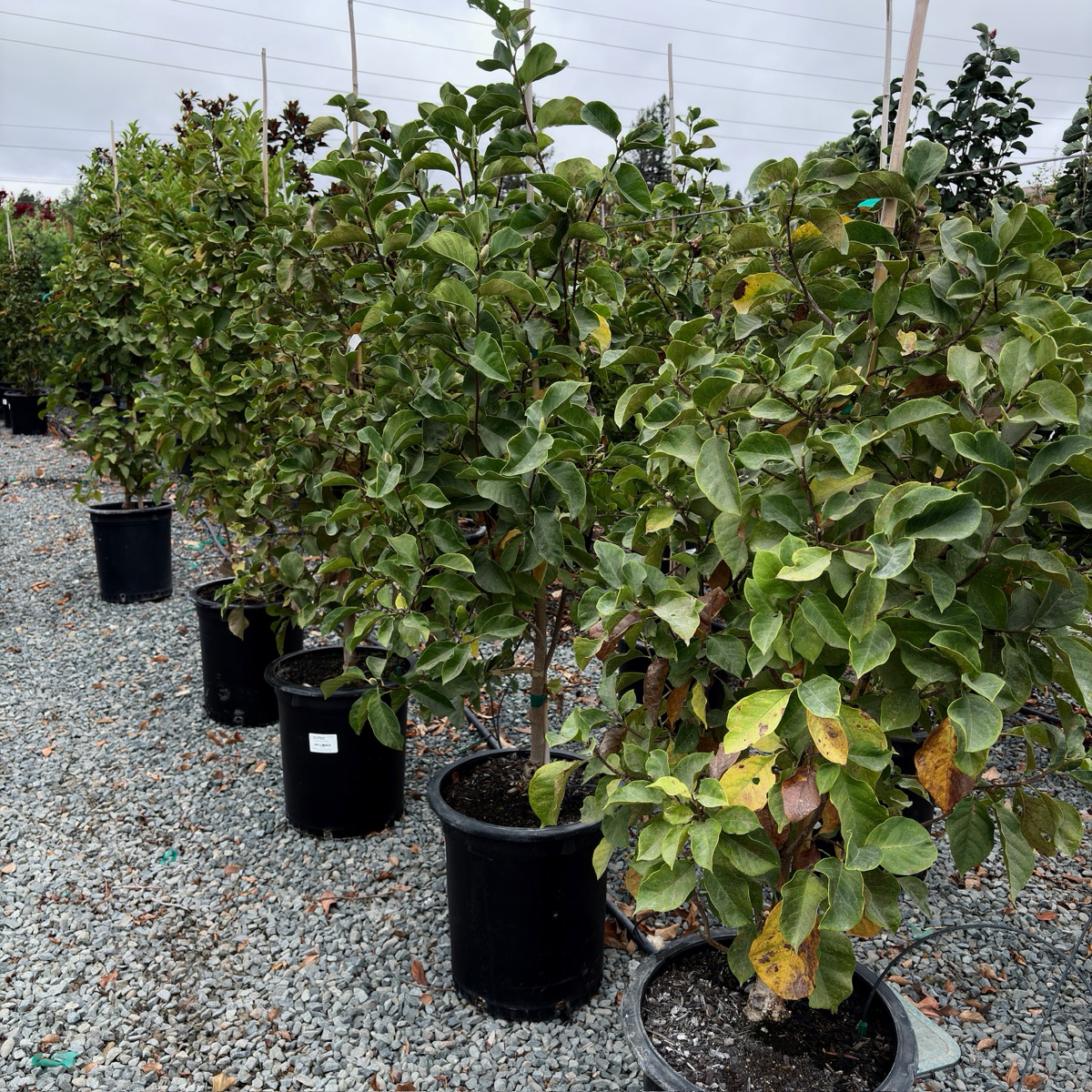 紫花玉兰 Genie Saucer Magnolia