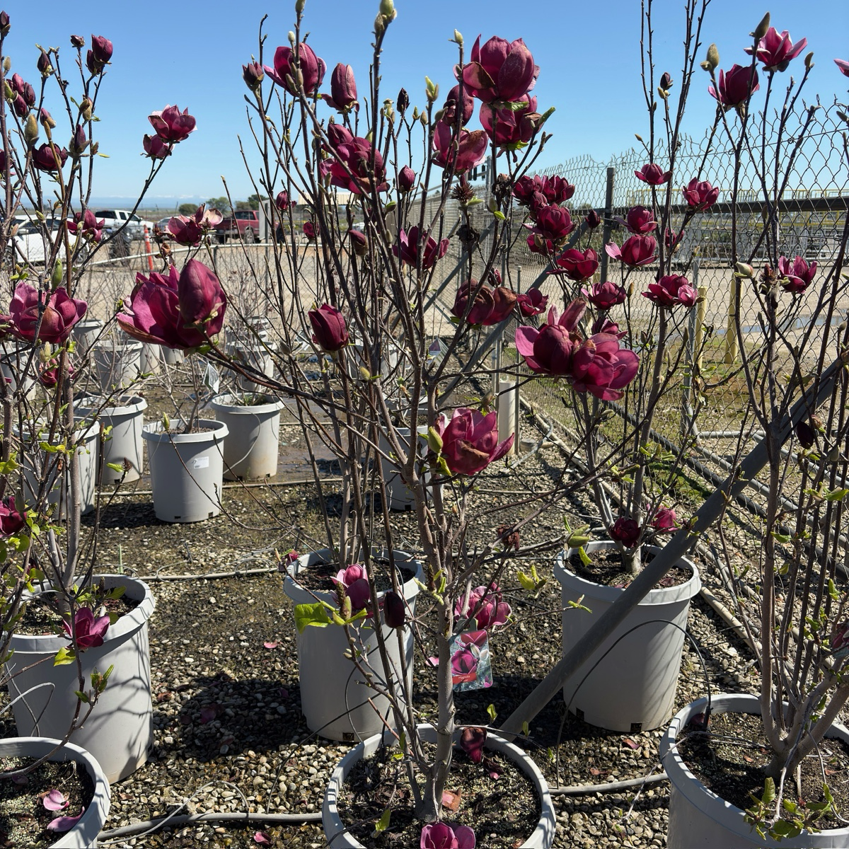 紫花玉兰 Genie Saucer Magnolia