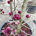 紫花玉兰 Genie Saucer Magnolia