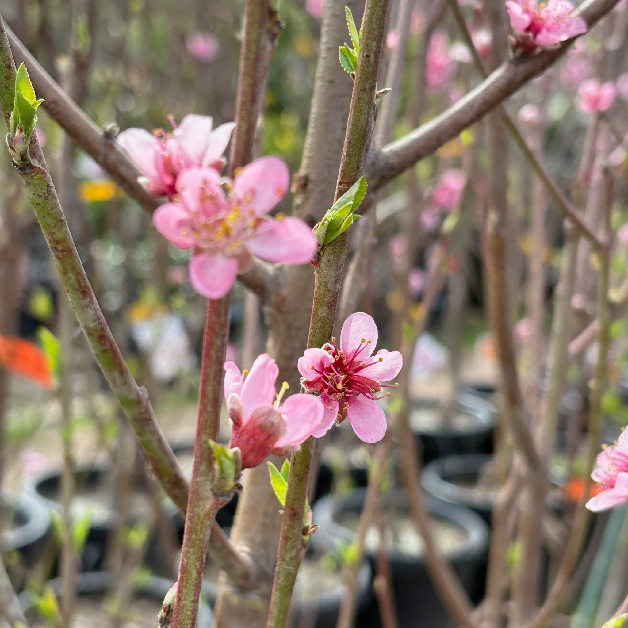 白桃-大个水蜜桃 Giant Babcock White Peach