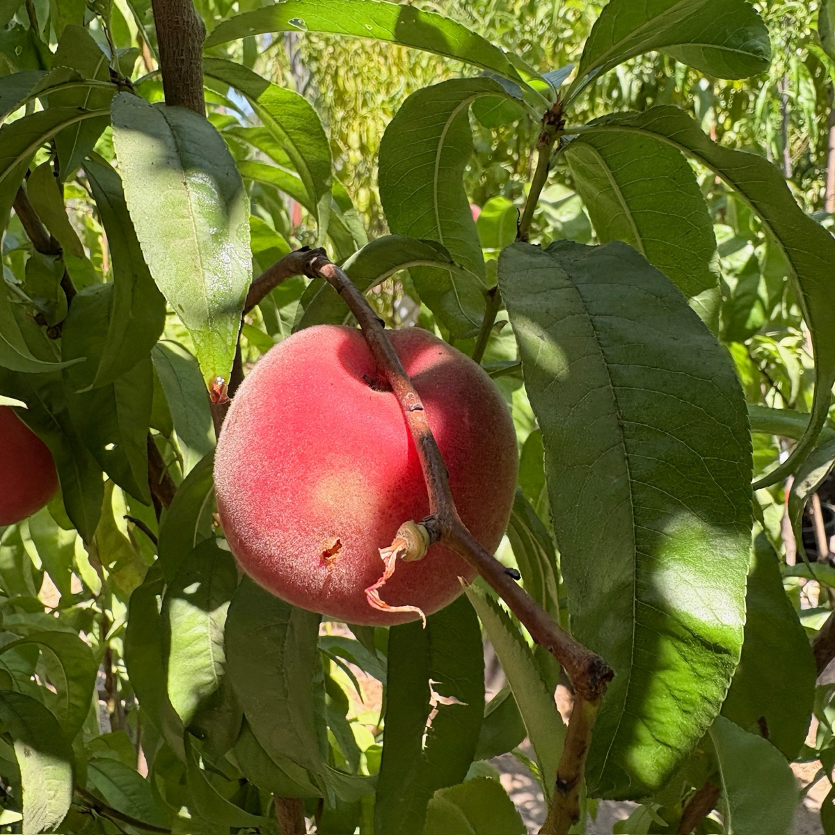白桃-大个水蜜桃 Giant Babcock White Peach
