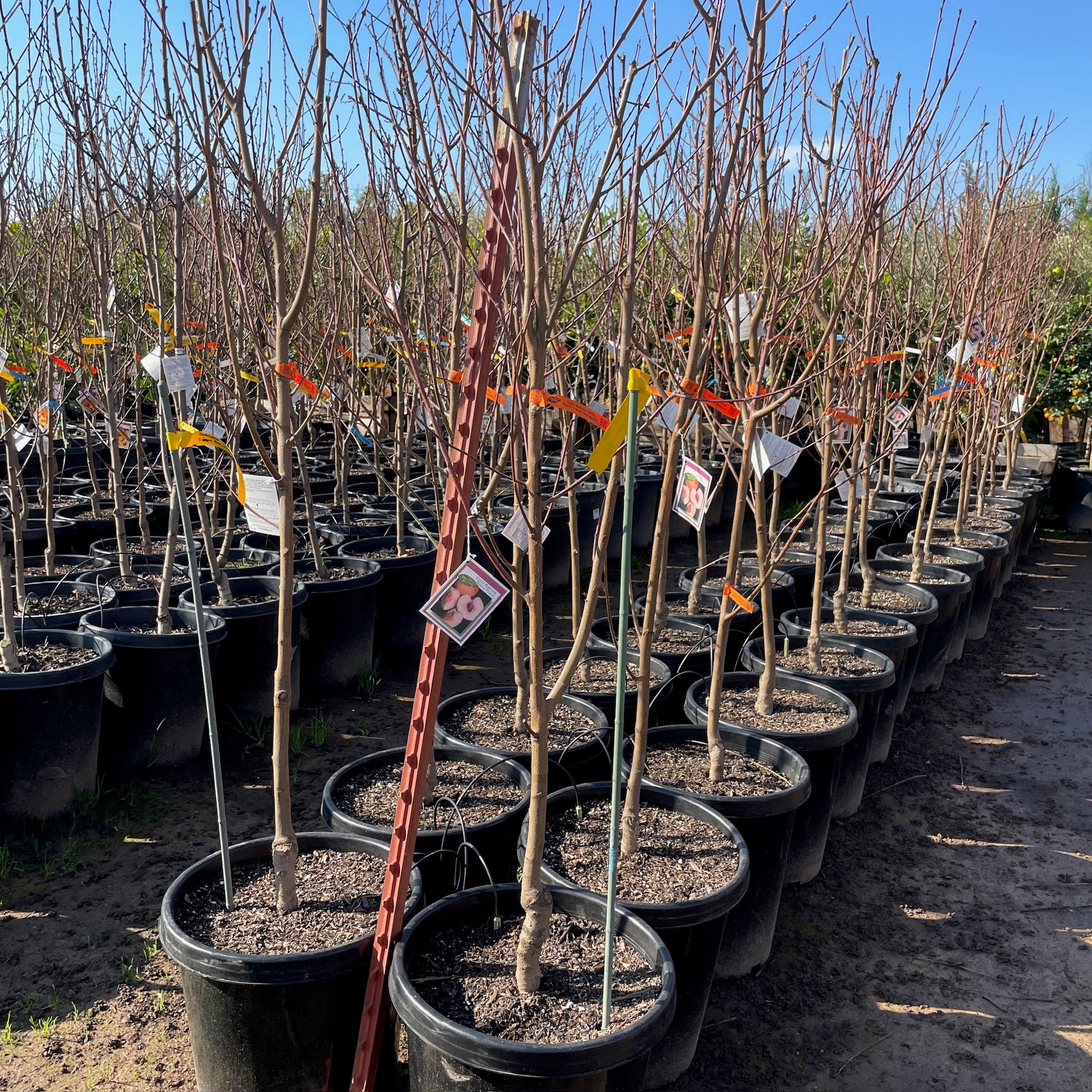 白桃-大个水蜜桃 Giant Babcock White Peach