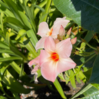 飘香藤 Giant Peach Sunrise 【Sun Parasol®】Mandevilla