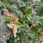 飘香藤 Giant Peach Sunrise 【Sun Parasol®】Mandevilla